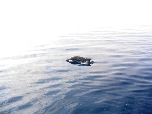 delfino