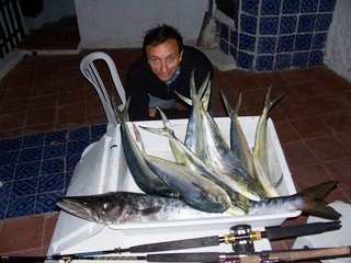 barracuda big