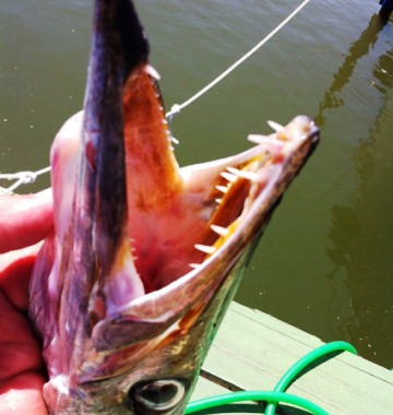bocca barracuda