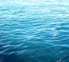 video gara