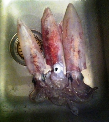 calamari elba 