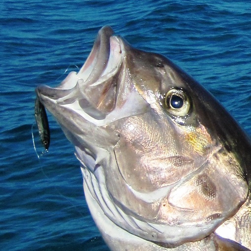 ricciola spinning