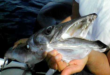 Il barracuda - 1 Il barracuda - 1