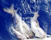 dentici a vela