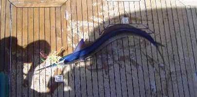 aguglia presa