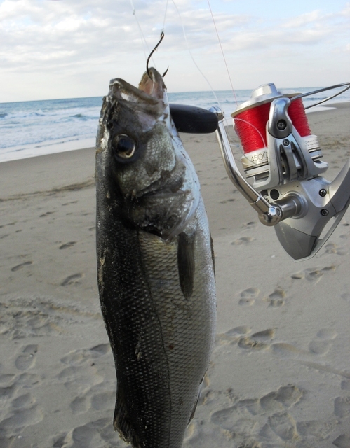 snapper surf1