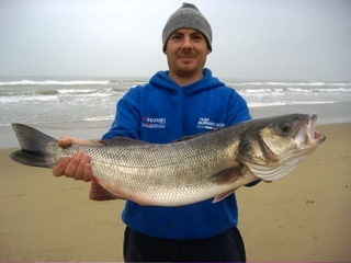 ale75 big spigola