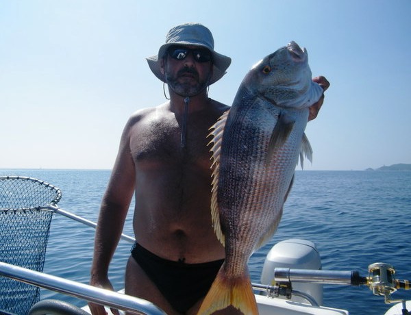 dentice snapper 2010