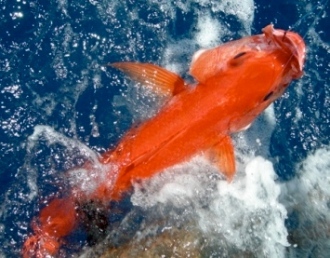 giacap kenya 1