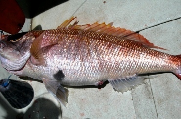 giacap kenya 2
