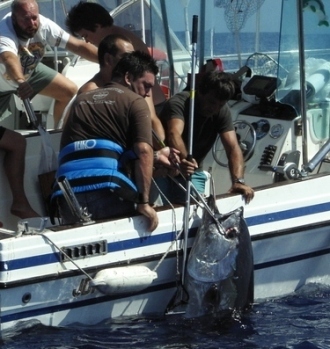 falcon tonno 2