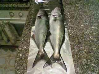 blackmarlin 2 serra