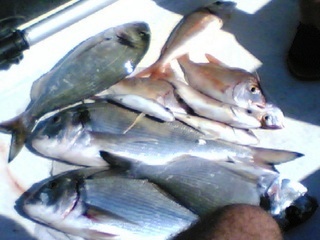 orate palamito