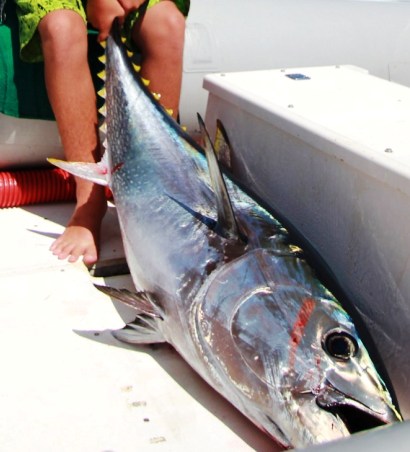 puffopescatore in azione