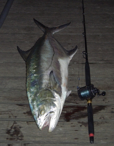 leccia 26 lupus