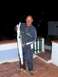 big barracuda 