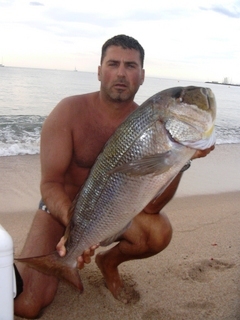 snapper dentice