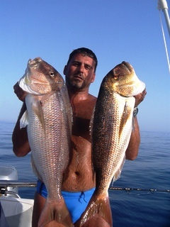 snapper dentici