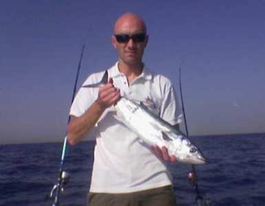 blackmarlin palamita
