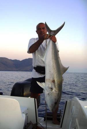 ricciola diciotto